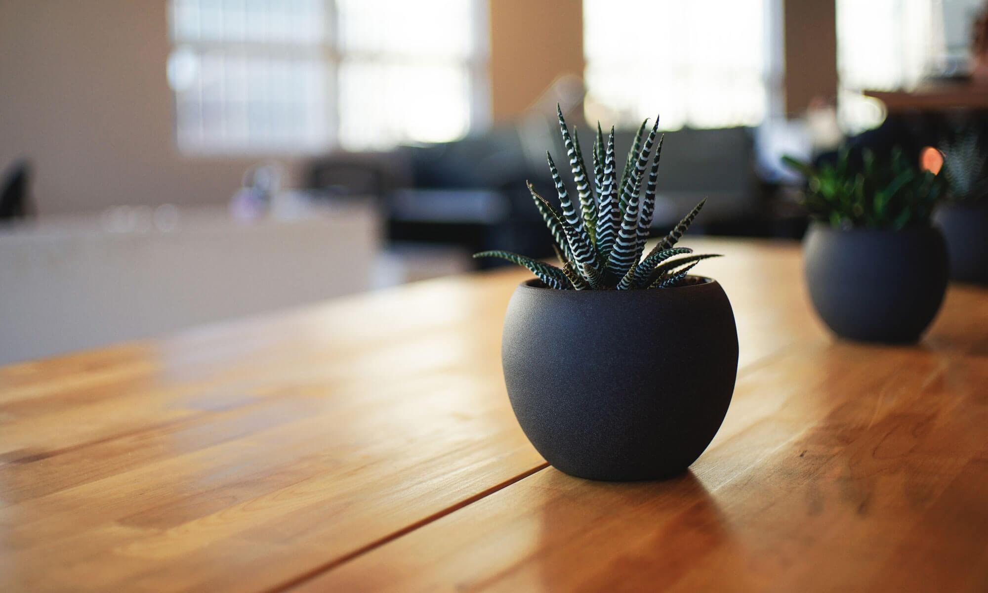 Small striped succulent plants in dark round pots on a wooden table, blurred office interior in background, warm tones